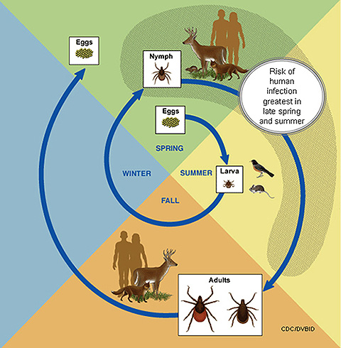 Ticks in CT Lifecycle